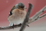 Buchfink_7