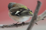 Buchfink_8