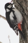 Buntspecht_2