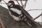 Buntspecht_2335