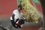 Buntspecht_4594