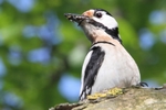 Buntspecht_6322