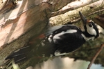 Buntspecht_6445