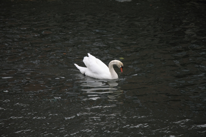 Vesterbro
