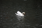 Vesterbro