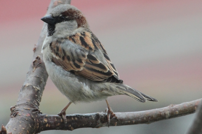 Haussperling_4340