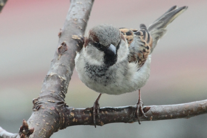 Haussperling_4341