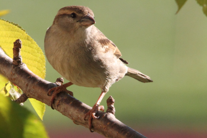 Haussperling_6306