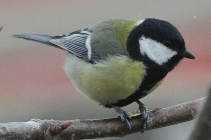Kohlmeise_4