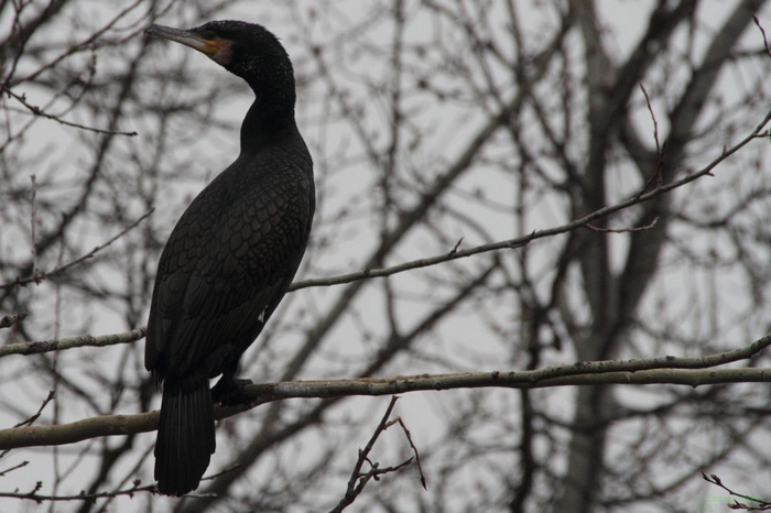 Kormoran_1