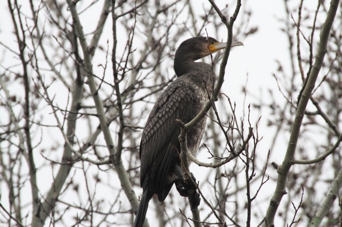 Kormoran_2