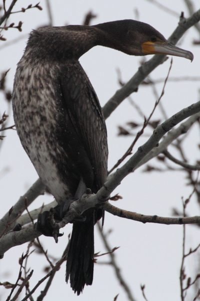 Kormoran_6052