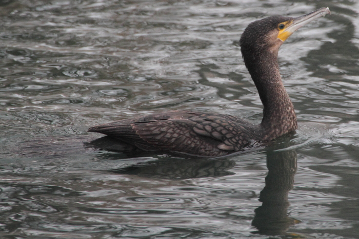 Kormoran_6067