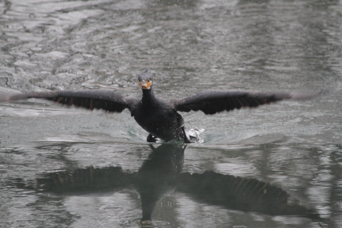 Kormoran_6082
