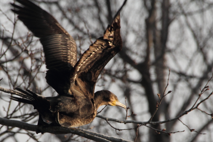 Kormoran_6145