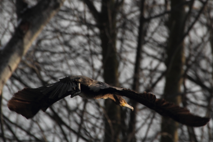 Kormoran_6147