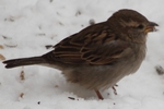Haussperling_3