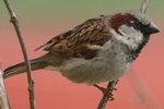 Haussperling_6267