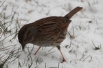 Heckenbraunelle_1