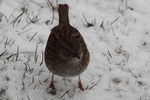 Heckenbraunelle_2