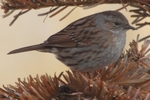 Heckenbraunelle_4302