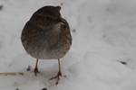 Heckenbraunelle_5