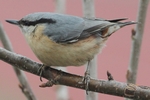 Kleiber_4334