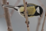 Kohlmeise_3