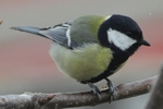 Kohlmeise_4