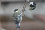 Kohlmeise_7307