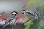 Kohlmeise_7312