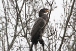Kormoran_2