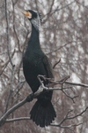 Kormoran_6048