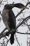 Kormoran_6052