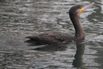 Kormoran_6067