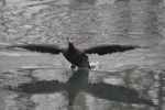 Kormoran_6082