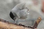 M&ouml;nchsgrasm&uuml;cke_4565