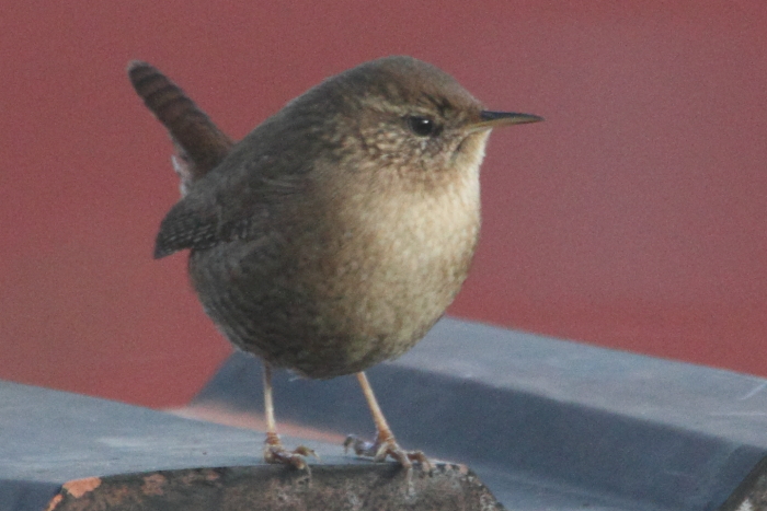 Zaunk&ouml;nig_5805