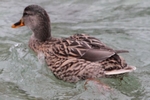 Stockente_2204