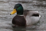 Stockente_2205