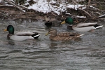 Stockente_2207