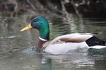 Stockente_6262