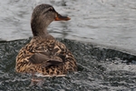Stockente_6265
