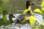 Stockente_6500
