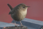 Zaunk&ouml;nig_5805