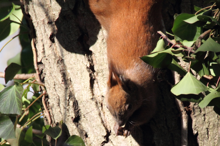 Eichh&ouml;rnchen_6227