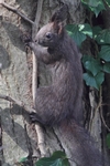 Eichh&ouml;rnchen_6223