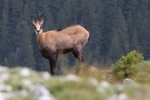 G&auml;mse_5034