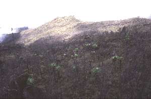 Senecien