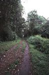 Am Weg vom Machame Gat 1395m